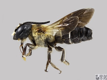 [Megachile sculpturalis male thumbnail]